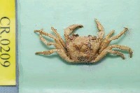 藏品(拉氏明溪蟹)的圖片